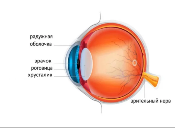 К оптической системе глаза относятся роговица хрусталик. Роговица глаза схема. Роговица глаза рисунок. Хрусталик глаза.